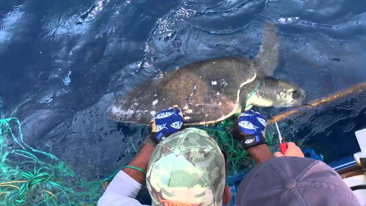 Turtle & Booby Rescue