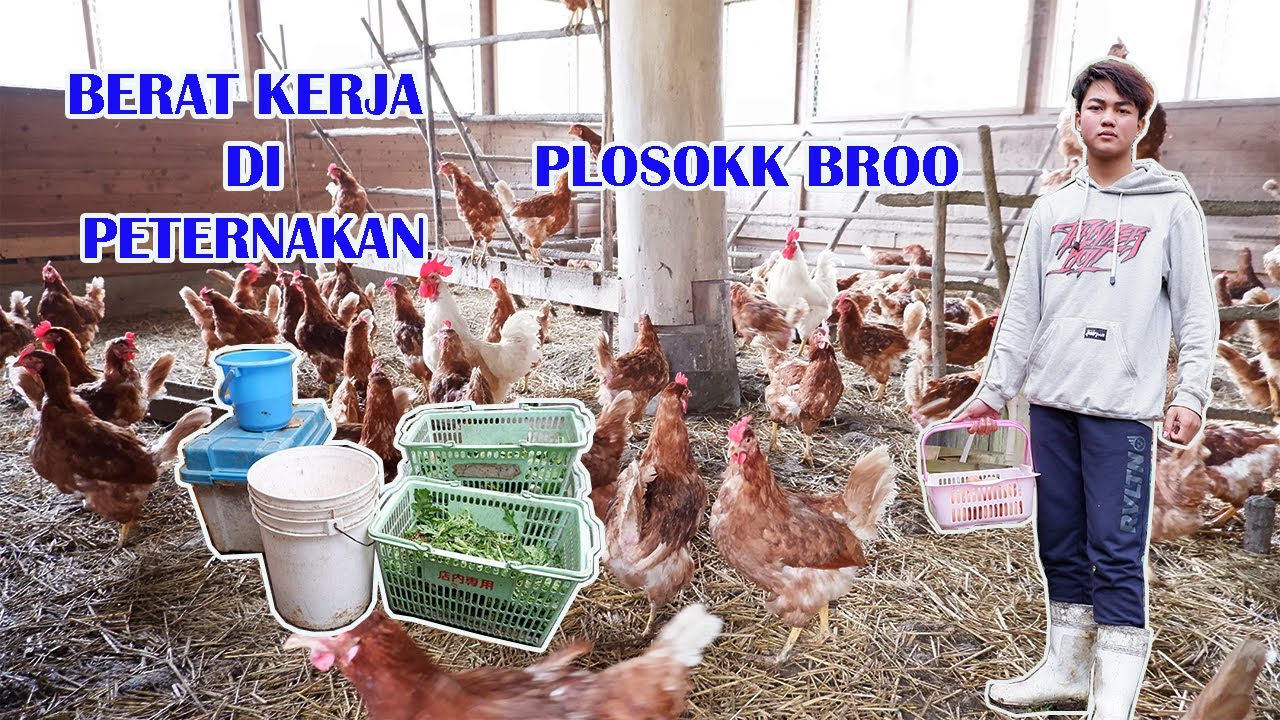 kerja peternakan di jepang