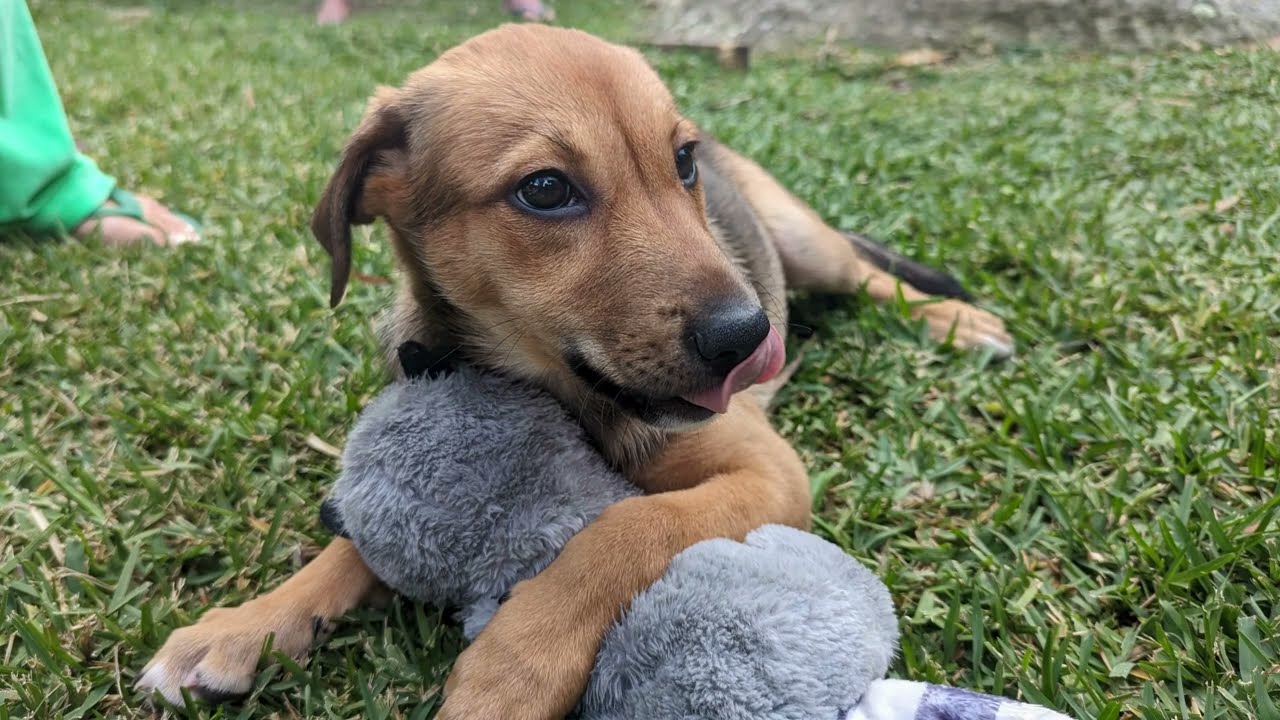 Pure Love (A Dog Song) - Lyric Video
