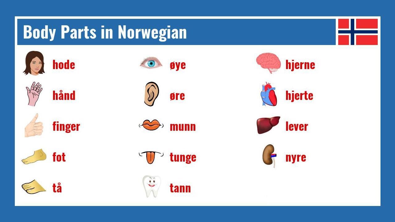 Body Parts in Norwegian