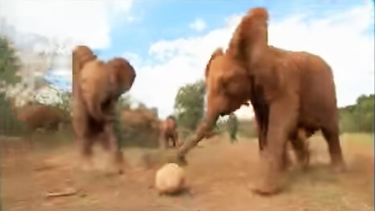 Elephant Football! | BBC Studios