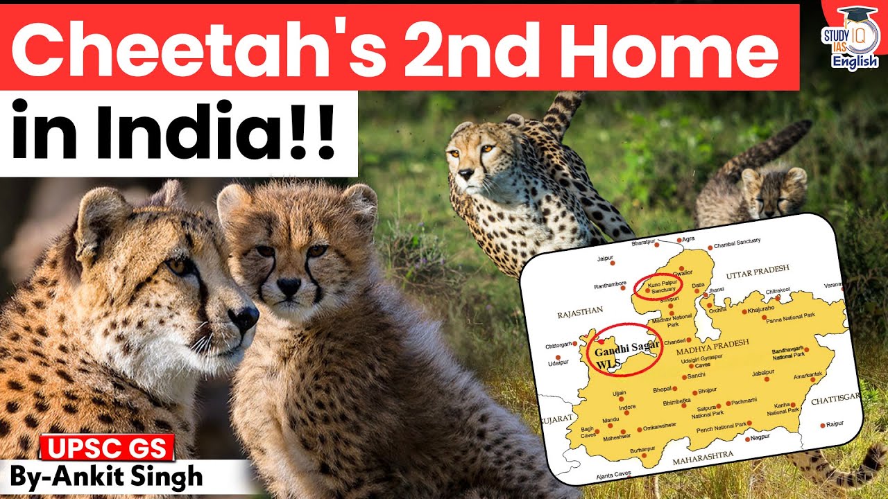 Why Gandhi Sagar is India’s Second Home for Cheetahs? | By Ankit Singh | StudyIQ IAS English