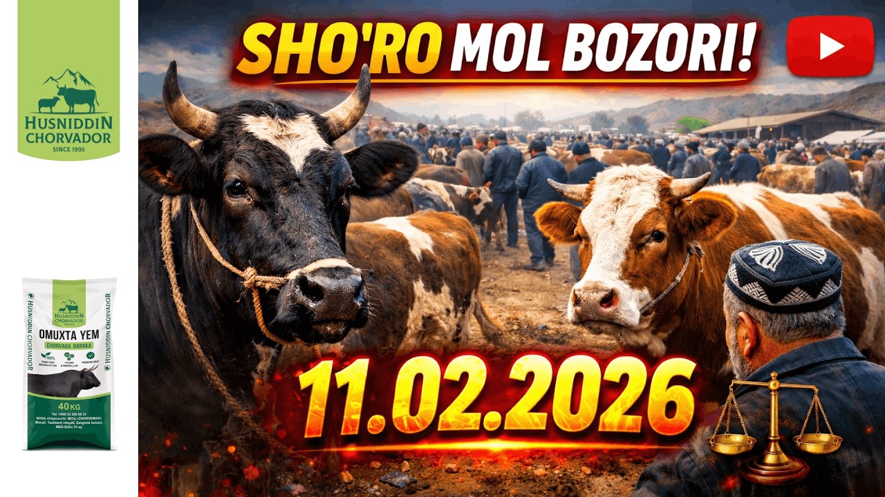 SHO'RO Mol Bozori - Buqalar narxi 11.02.2026. Chorvador Husniddin!