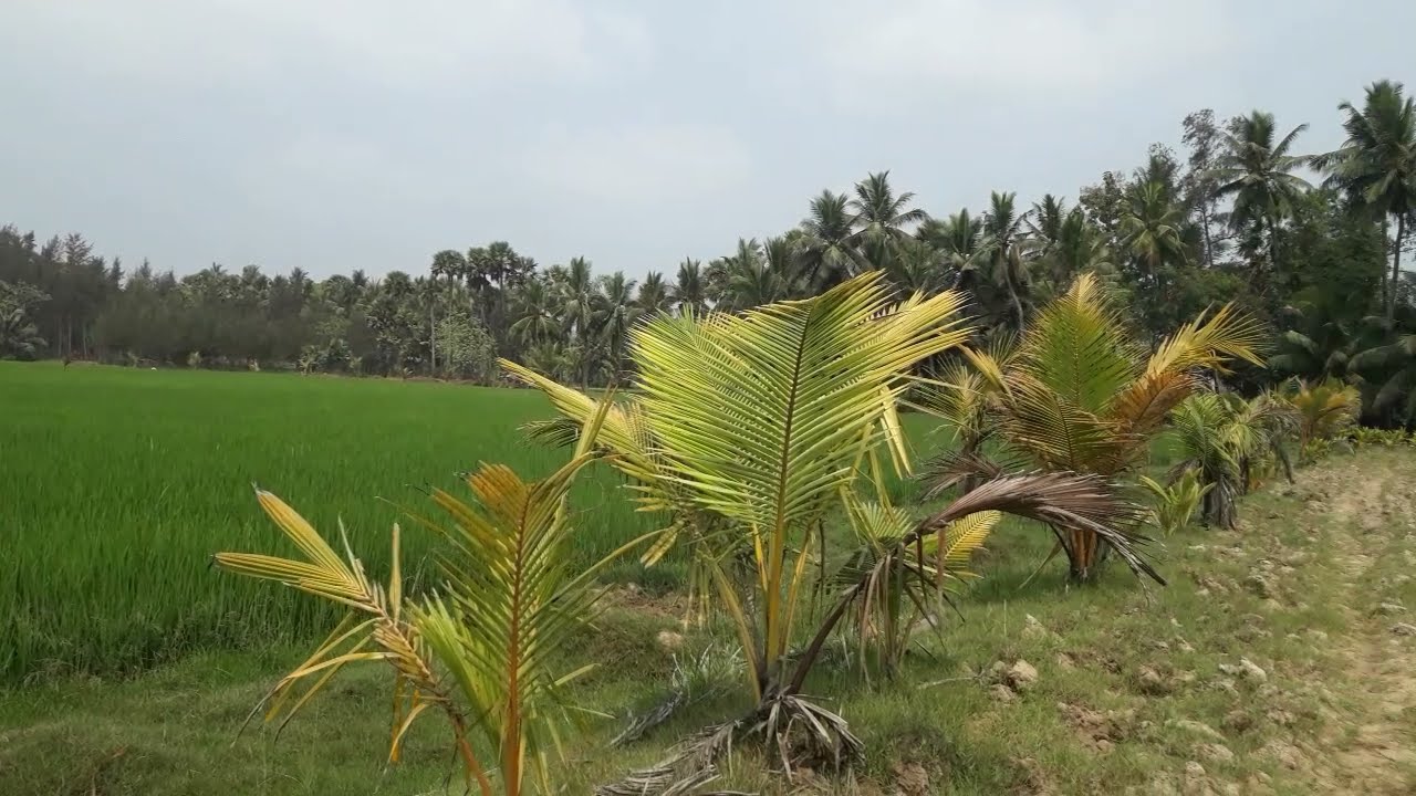 మా ఊరి అందాలు|My beautiful village|andhrarecipes|My beautiful farm|farm vlog|farm tour|farm blog
