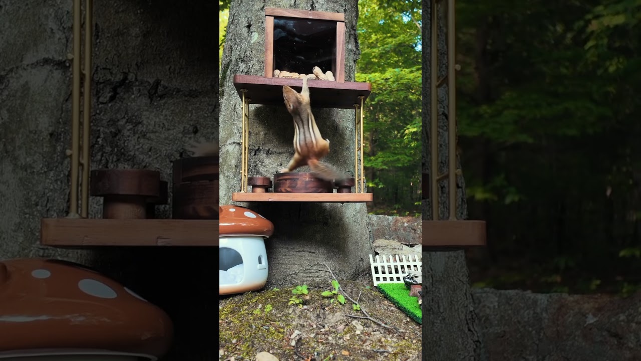 Fairy garden DIY #fairygarden #fairycore #cottagecore