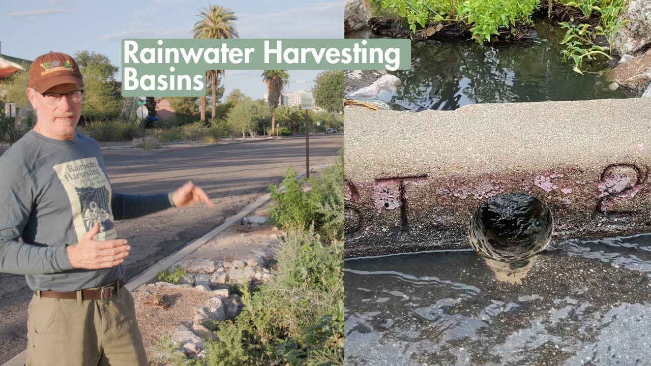 How Rain Gardens Make Streets Greener & Reduce Flooding