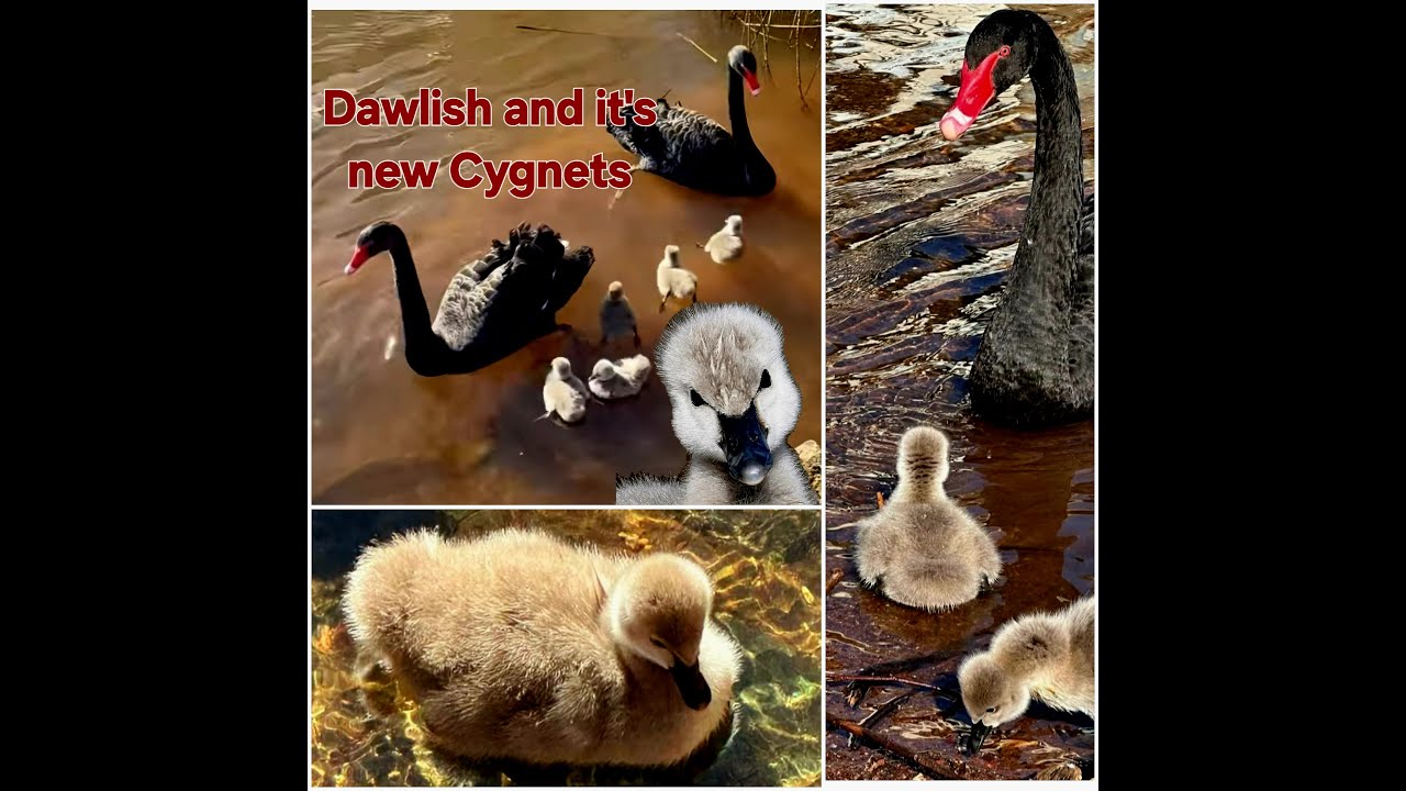 New Dawlish Black Swan Cygnets