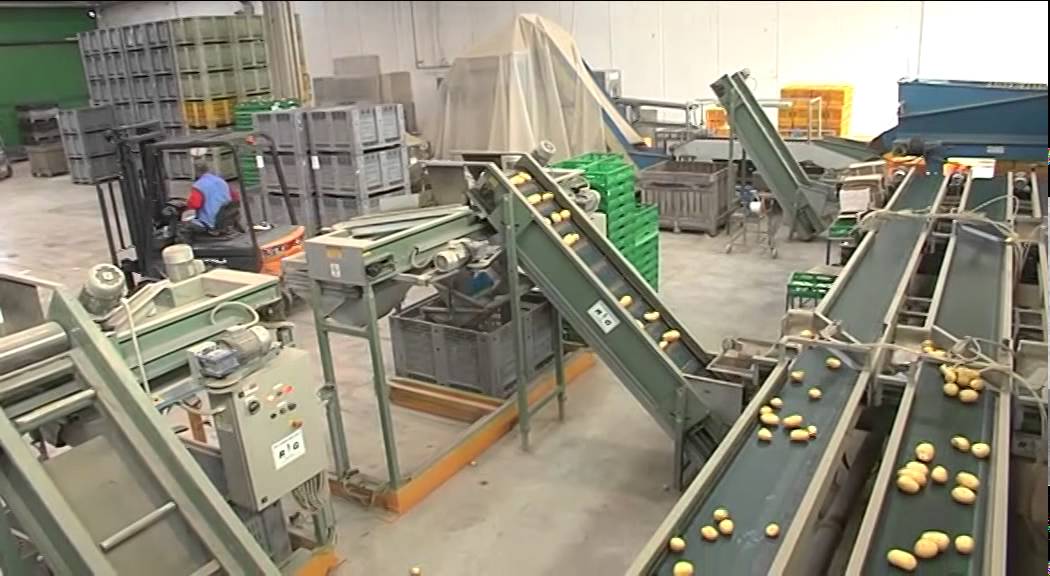 La filiera di patate Apofruit