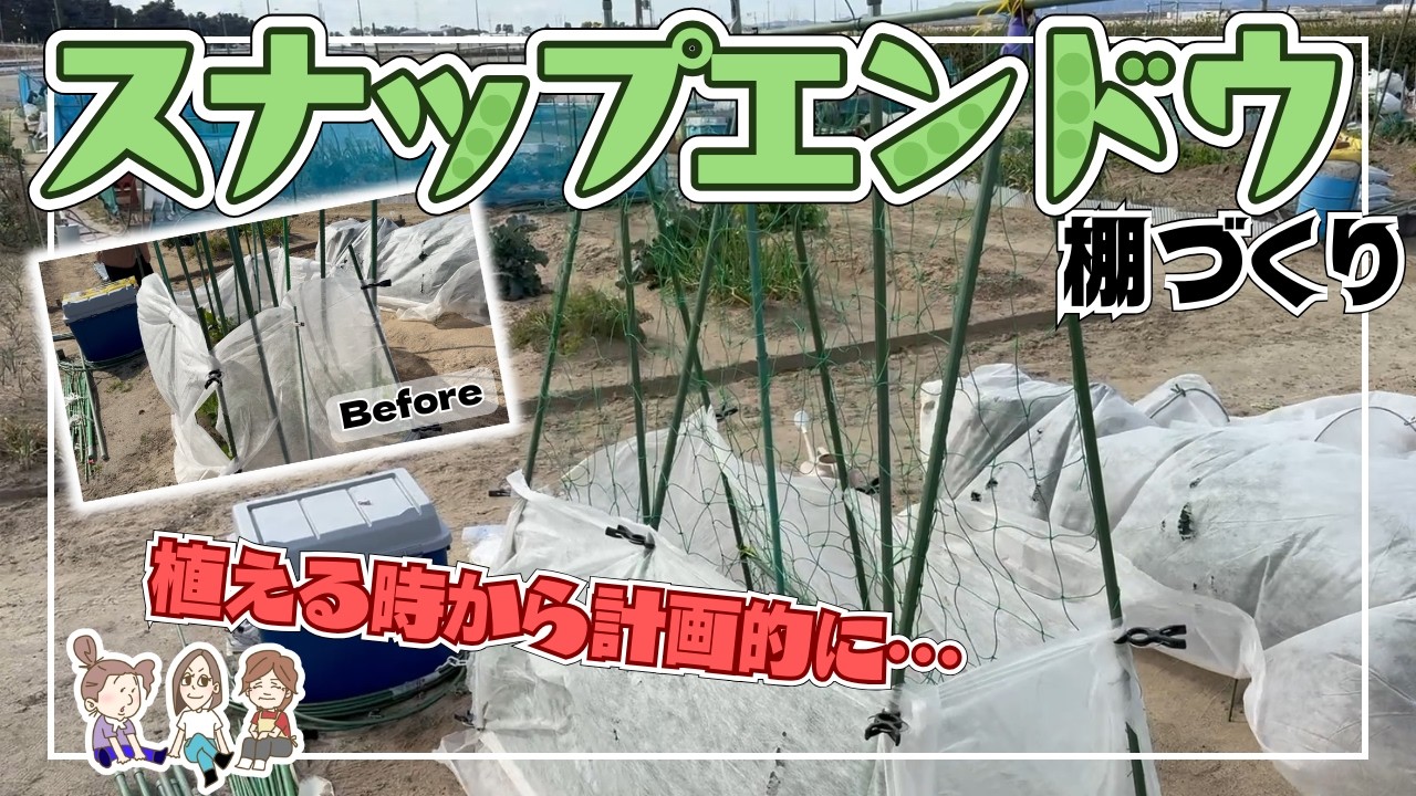 【秋冬野菜】スナップエンドウの棚づくり、後から困りました【植える時から計画的に】