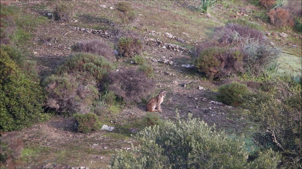 Sierra Morena viva, territorio lince.