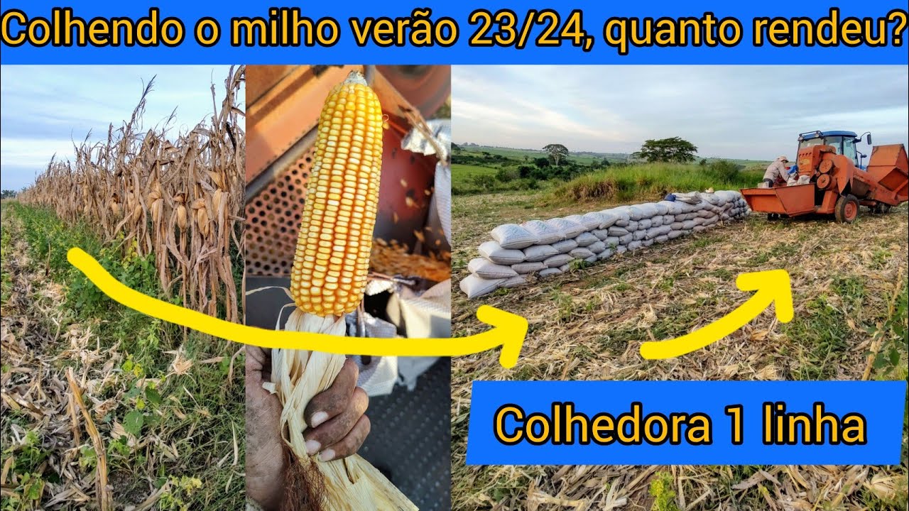 Colhendo milho verão 23/24 quanto rendeu? Morgan mg593 / colhedora penha CLM350 e TL5.80