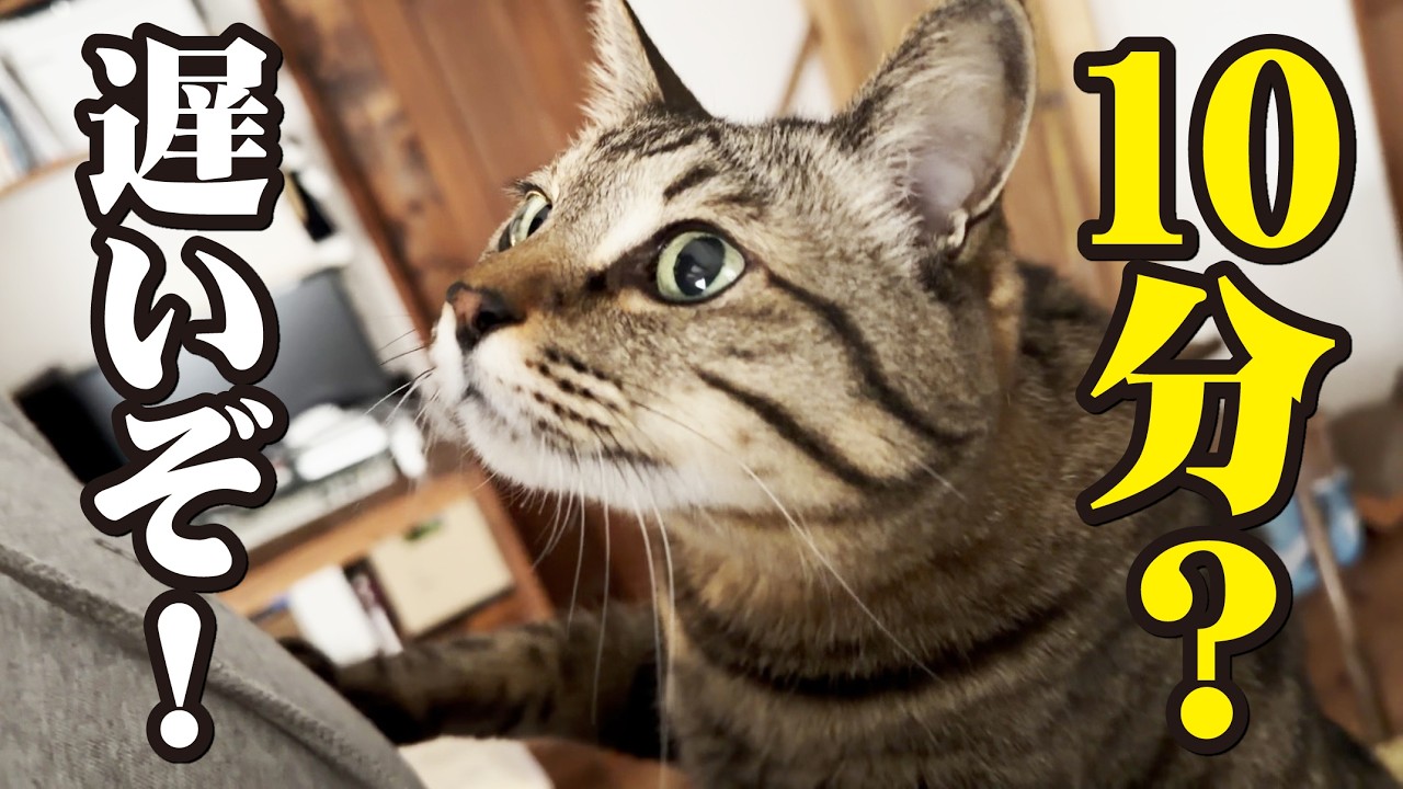 たった10分程度のお留守番でも飼い主の事が待ち切れない猫たち！