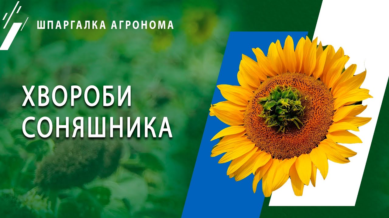 Філодії, септоріоз та інші хвороби соняшника / СуперАгроном