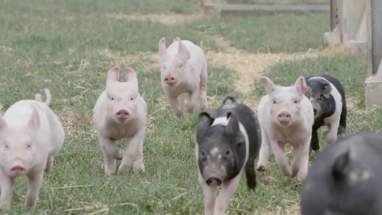 Animals experiencing a life worth living