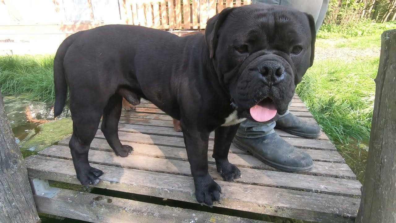 Continental Bulldog Rudel beim Wasserspaß : Asgards Pride Bulldogs - Full HD
