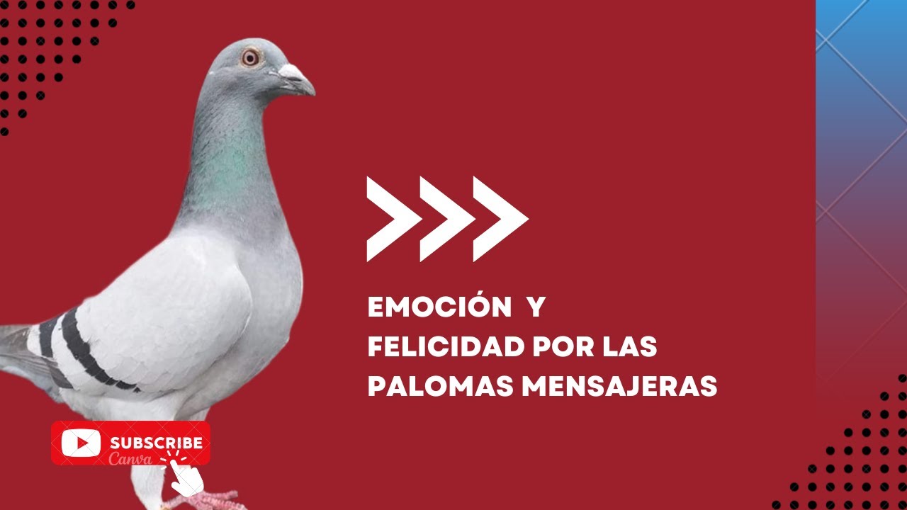 A beautiful movie about the homing pigeon race #pigeons #2023