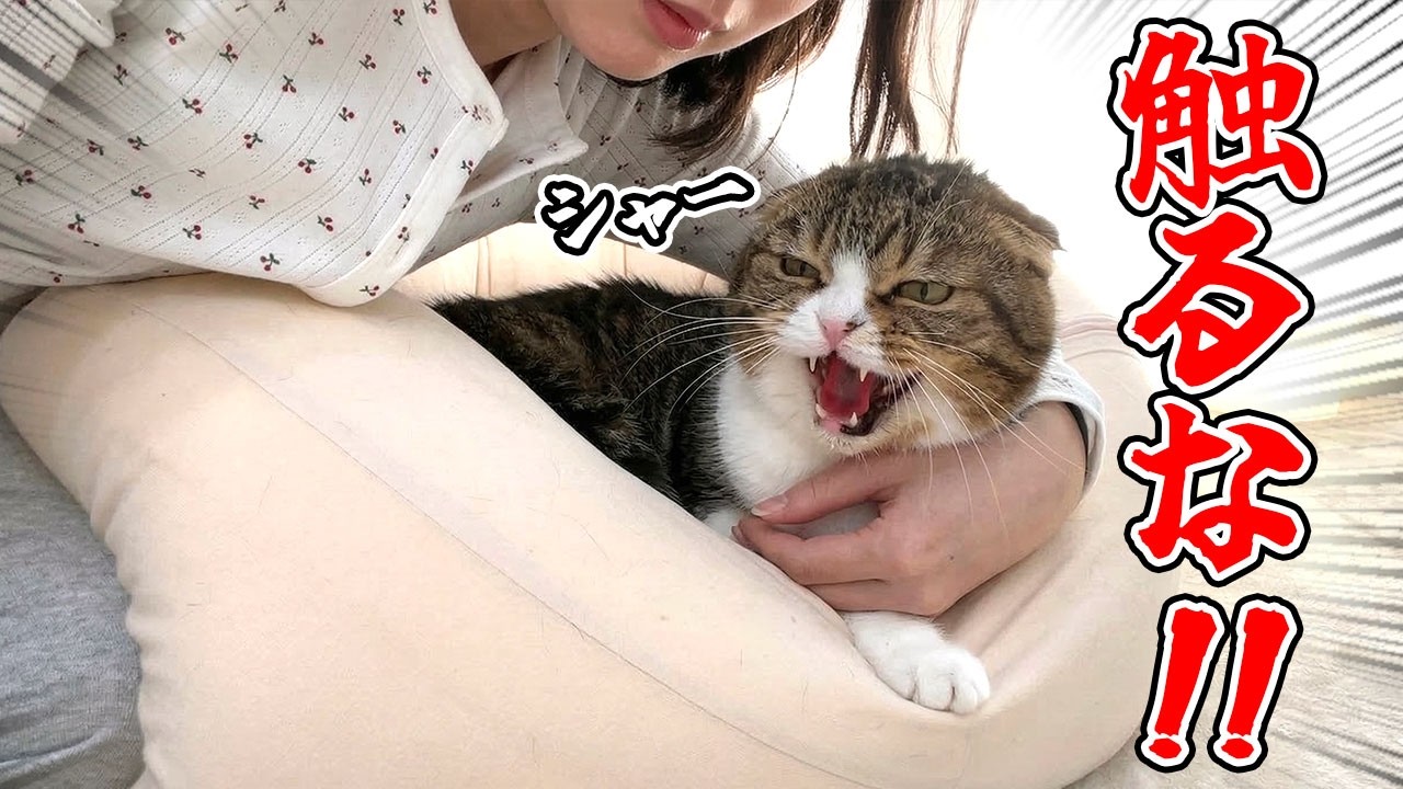 【悲報】愛猫にはじめてガチギレされました！