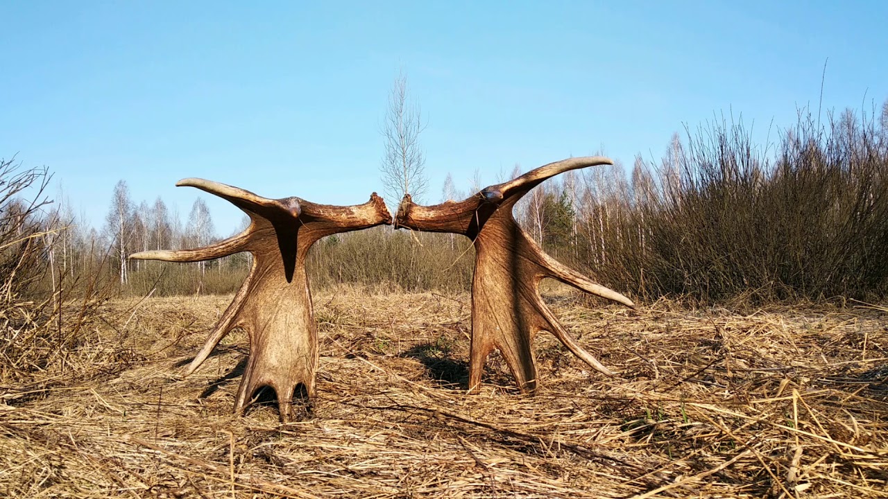 Нашли рога лося. Удача на нашей стороне. Апрель 2019.