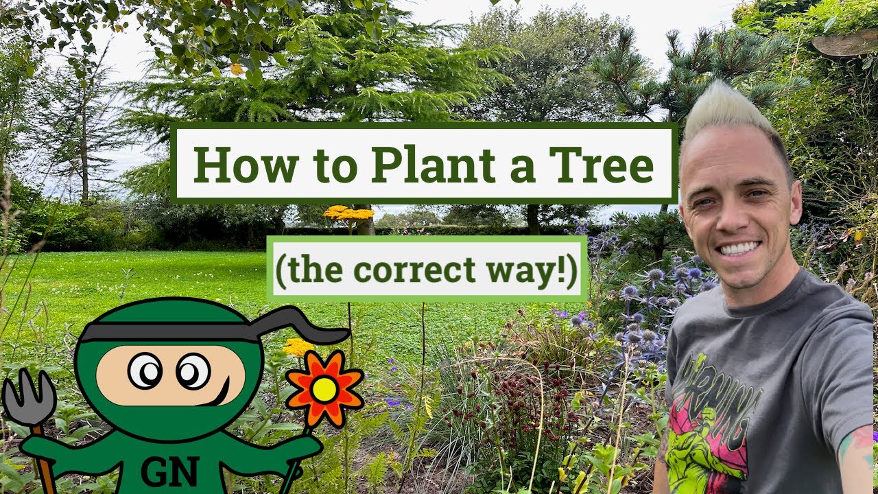 How to plant a tree: the correct way so it doesn't die!