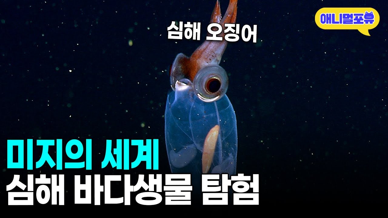 속이 투명하게 보이는 심해 오징어?! 남태평양 심해 생물 탐험ㅣKBS 스페셜 110605 방송