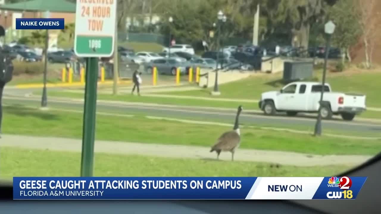 Goose on the loose: Wild bird caught attacking students on Florida campus