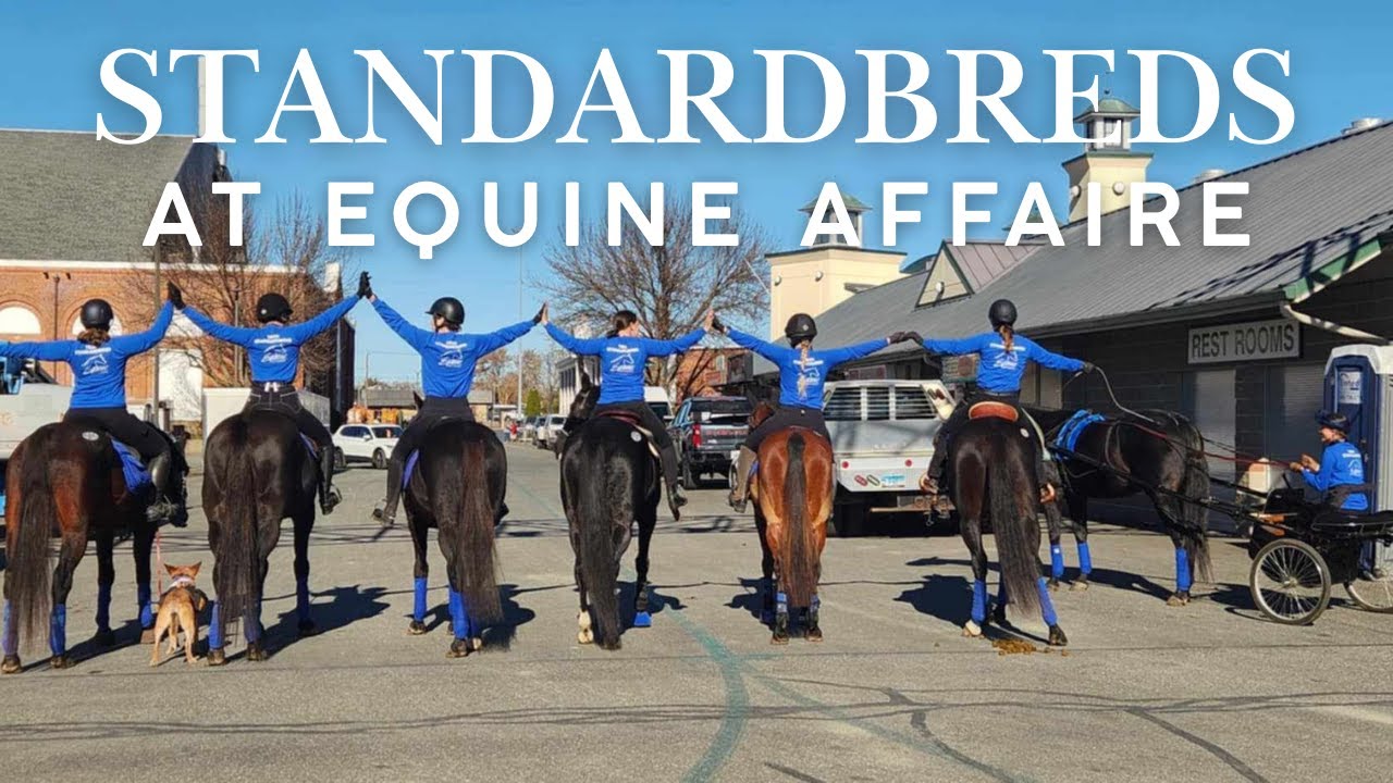 Standardbreds at the 2024 Equine Affaire