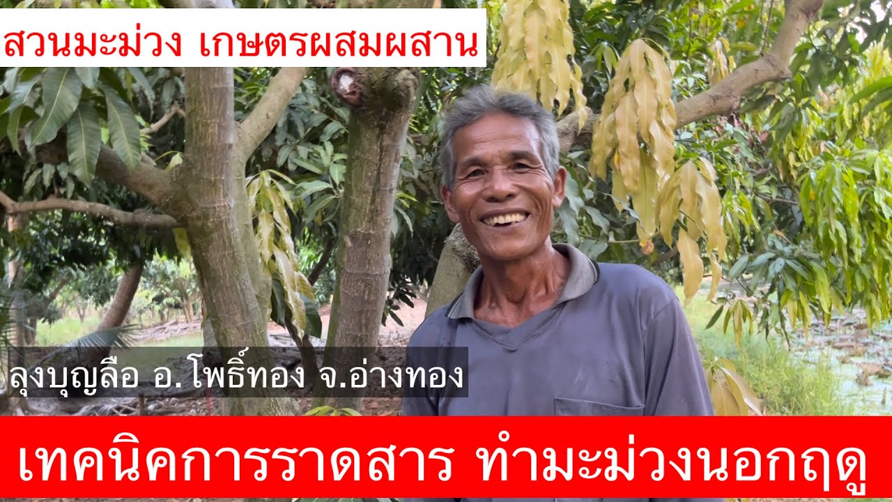 #เทคนิคการราดสารทำมะม่วงนอกฤดู#สวนมะม่วงเกษตรผสมผสาน#มะม่วงนอกฤดู#วิธีทำมะม่วงนอกฤดู#มะม่วงน้ำดอกไม้