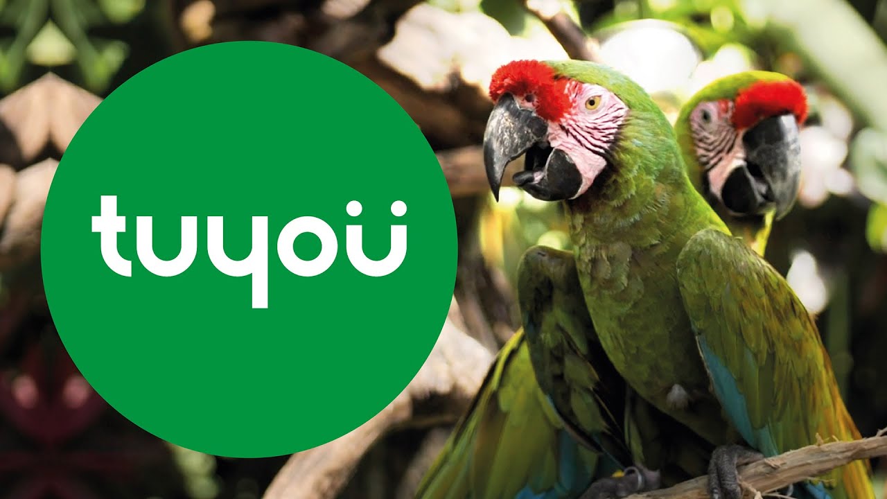 Sindicato Fetico.- ¿Sabes que es Tuyou?