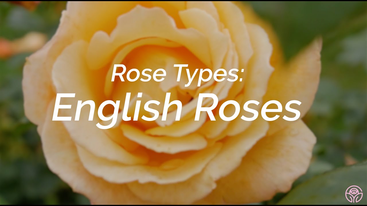 Rose Types: What are English Roses?