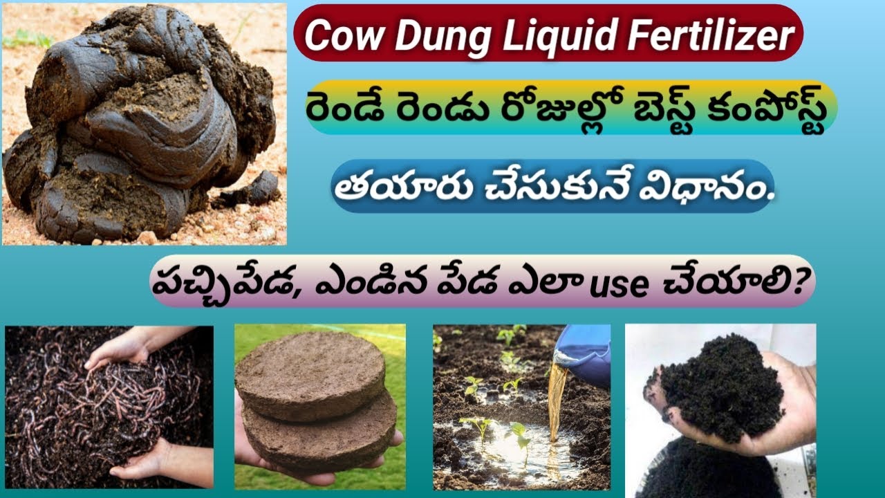 How to make compost from Cow Dung/how to use fresh cowdung for plants/vermi compost/cowdung cake.