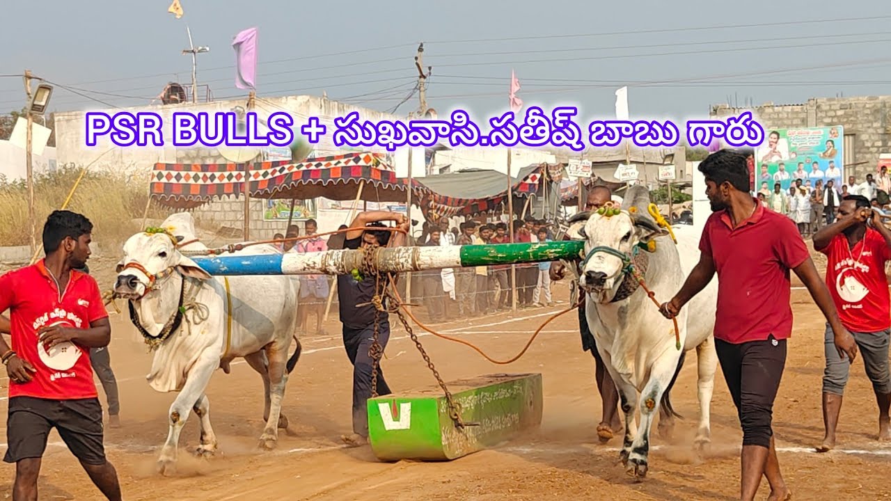 చింత్రియాల న్యూ కేటగిరి 6వ PSR BULLS COMIND సుఖవాసి. సతీష్ బాబు గారు