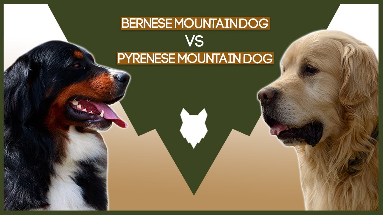 BERNESE MOUNTAIN DOG VS PYRENESE MOUNTAIN DOG