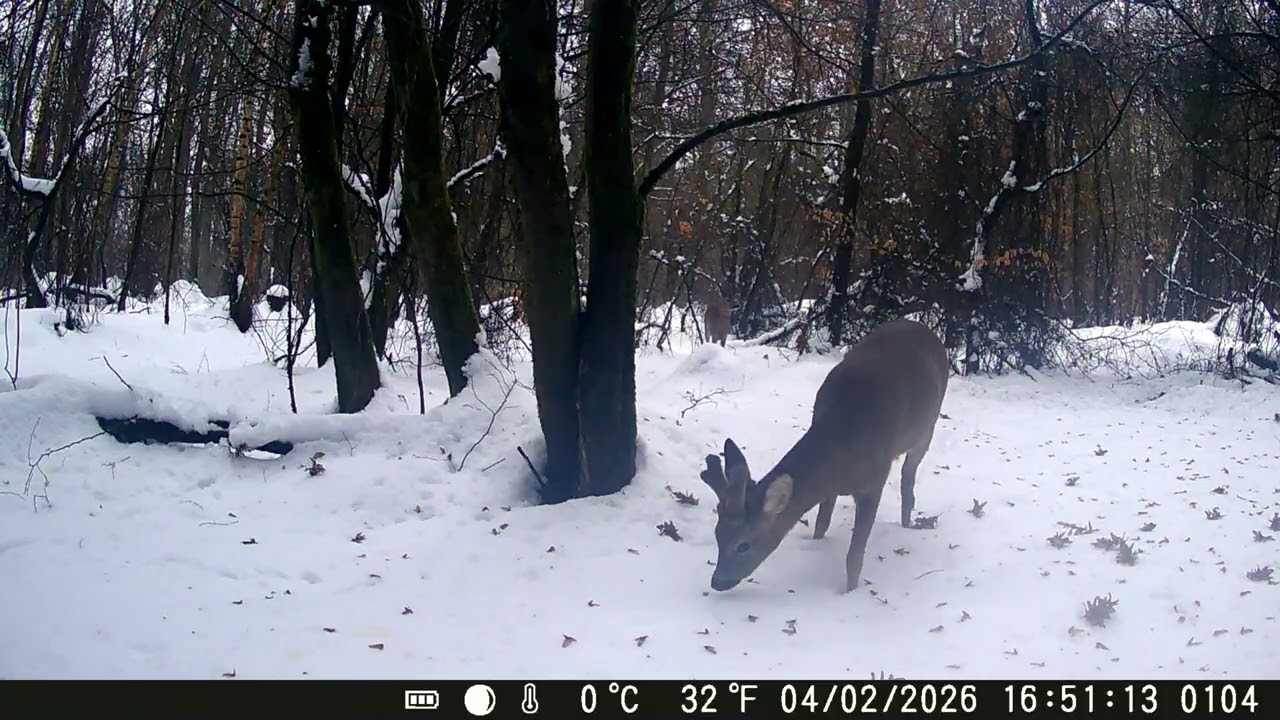 Roe Deer During Snowfall. #animalwatching #forest #cameratrap