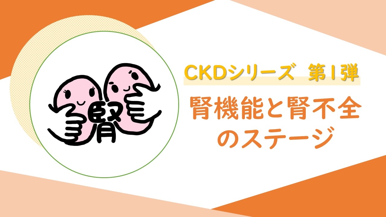 【CKDシリーズ第1弾】腎機能と腎不全のステージ