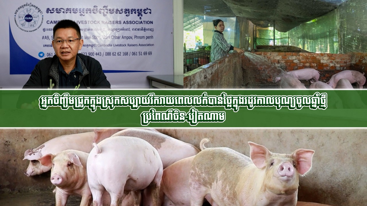 អ្នកចិញ្ចឹមជ្រូកក្នុងស្រុកសប្បាយរីករាយពេលលក់បានថ្លៃក្នុងរដូវកាលបុណ្យចូលឆ្នាំថ្មីប្រពៃណីចិន-វៀតណាម