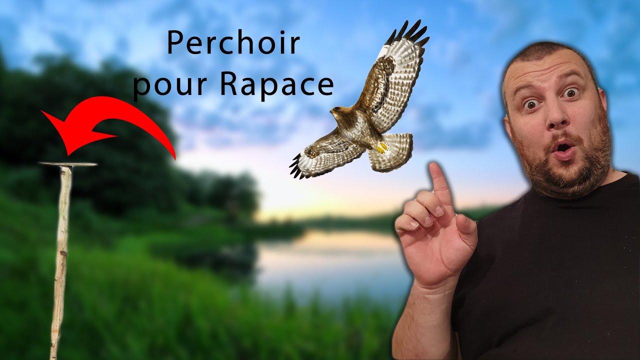 Perchoir pour Rapace