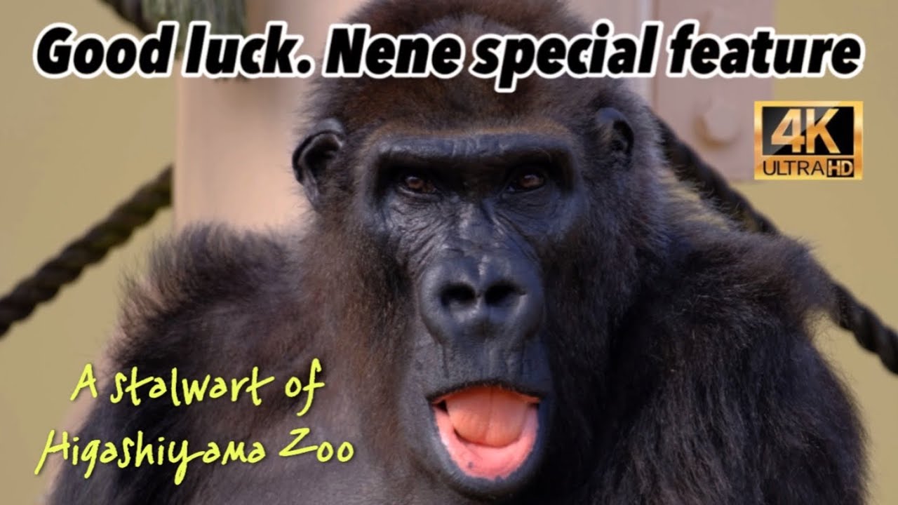 がんばれ！ネネ特集 ( Nene special feature )【東山動物園】