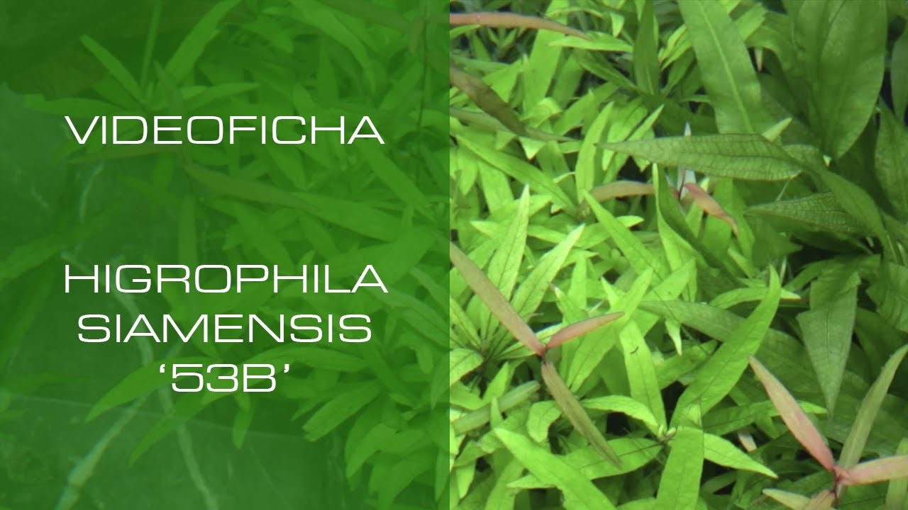 Hygrophila siamensis '53B' - VideoFicha - Una planta fácil ideal para principiantes - PezVerde