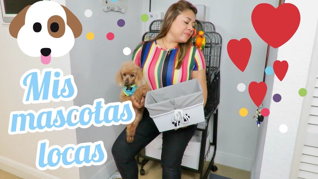 DIY PARA TUS MASCOTAS 🐶🐱 organización de espacio y manualidades faciles