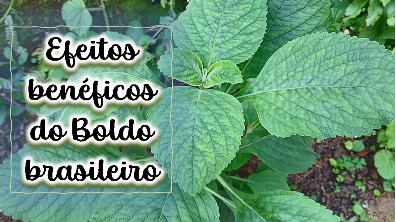 Efeitos ben&eacute;ficos do Boldo brasileiro