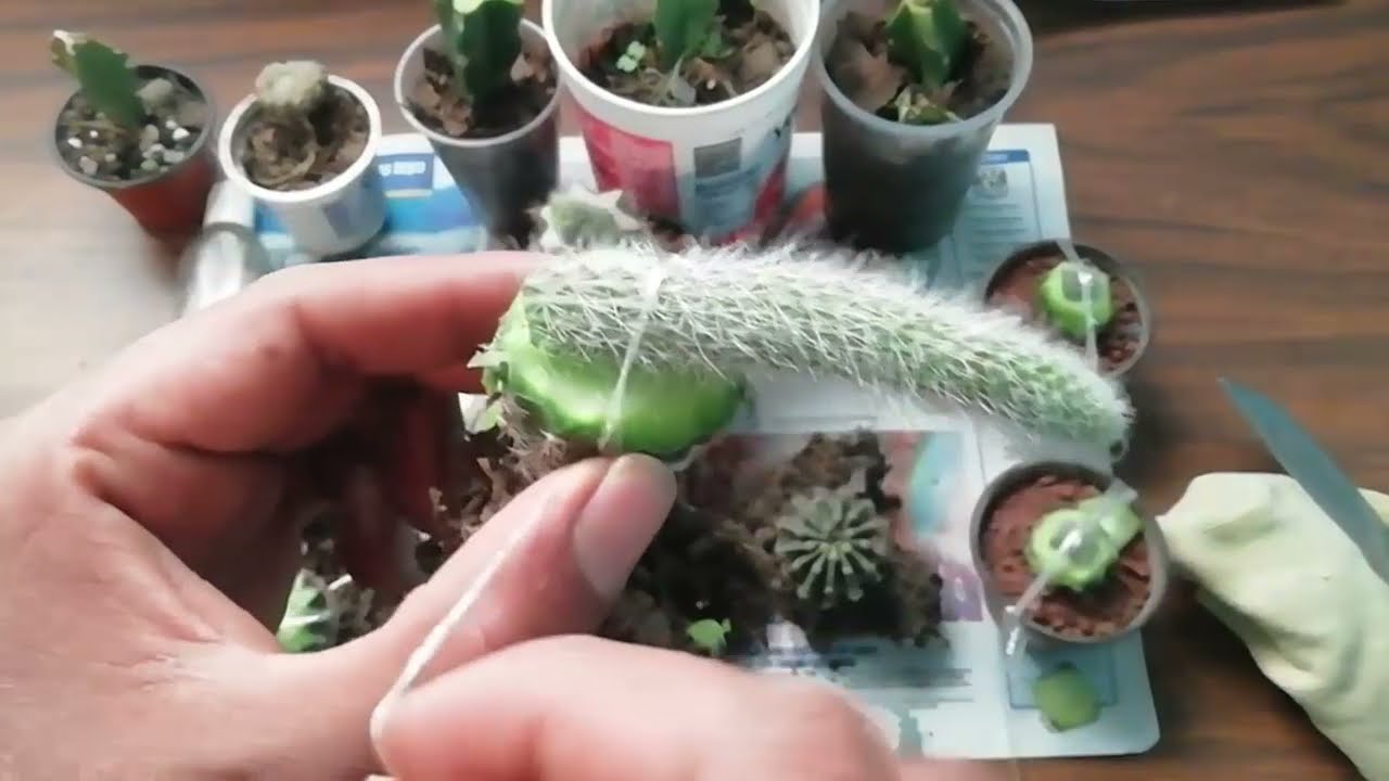 COMO INJERTAR // CLEISTOCACTUS COLADEMONONIS // COLA DE MONO