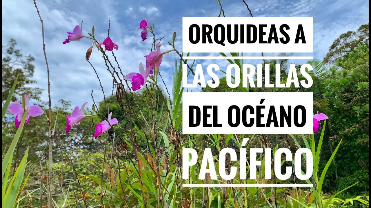orquídeas a las ORILLAS del OCEANO PACIFICO.
