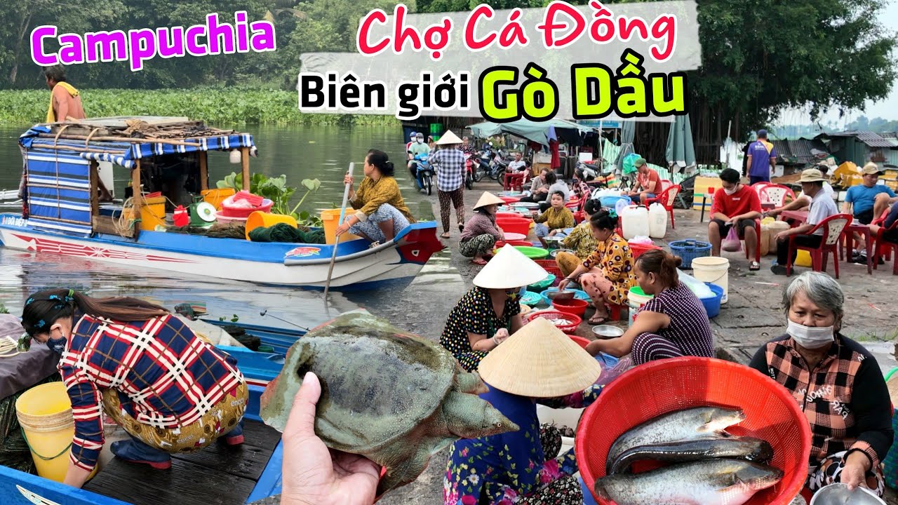Về Tây Ninh đi chợ Gò Dầu - Đủ loại cá đồng giá rẻ biên giới Campuchia