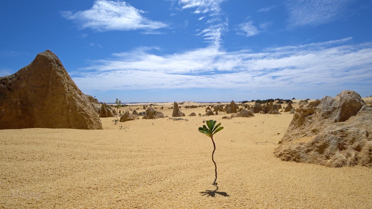 Australian Desert Walk - The Pinnacles Desert, Western Australia, Wild Emu Sighting