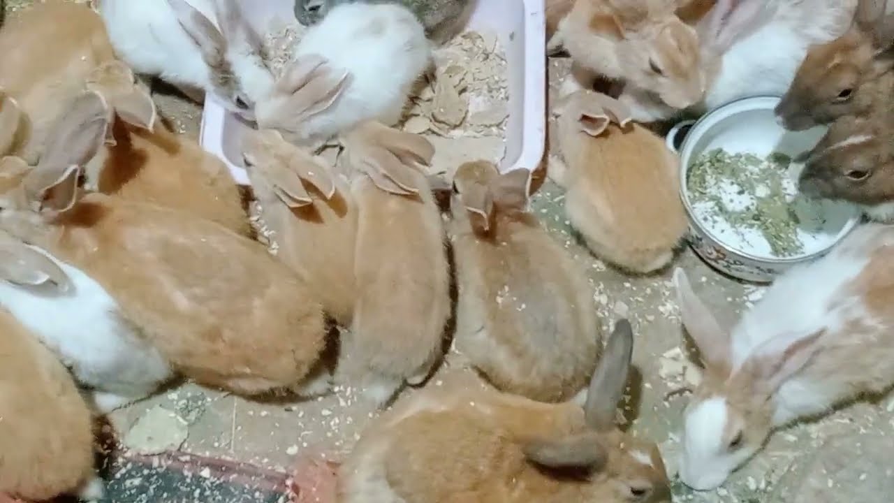 تعالى نشوف نبدأ مشروع الارانب بكام وازاى (ارانب بلدى وتربيه ارضى،)❤️