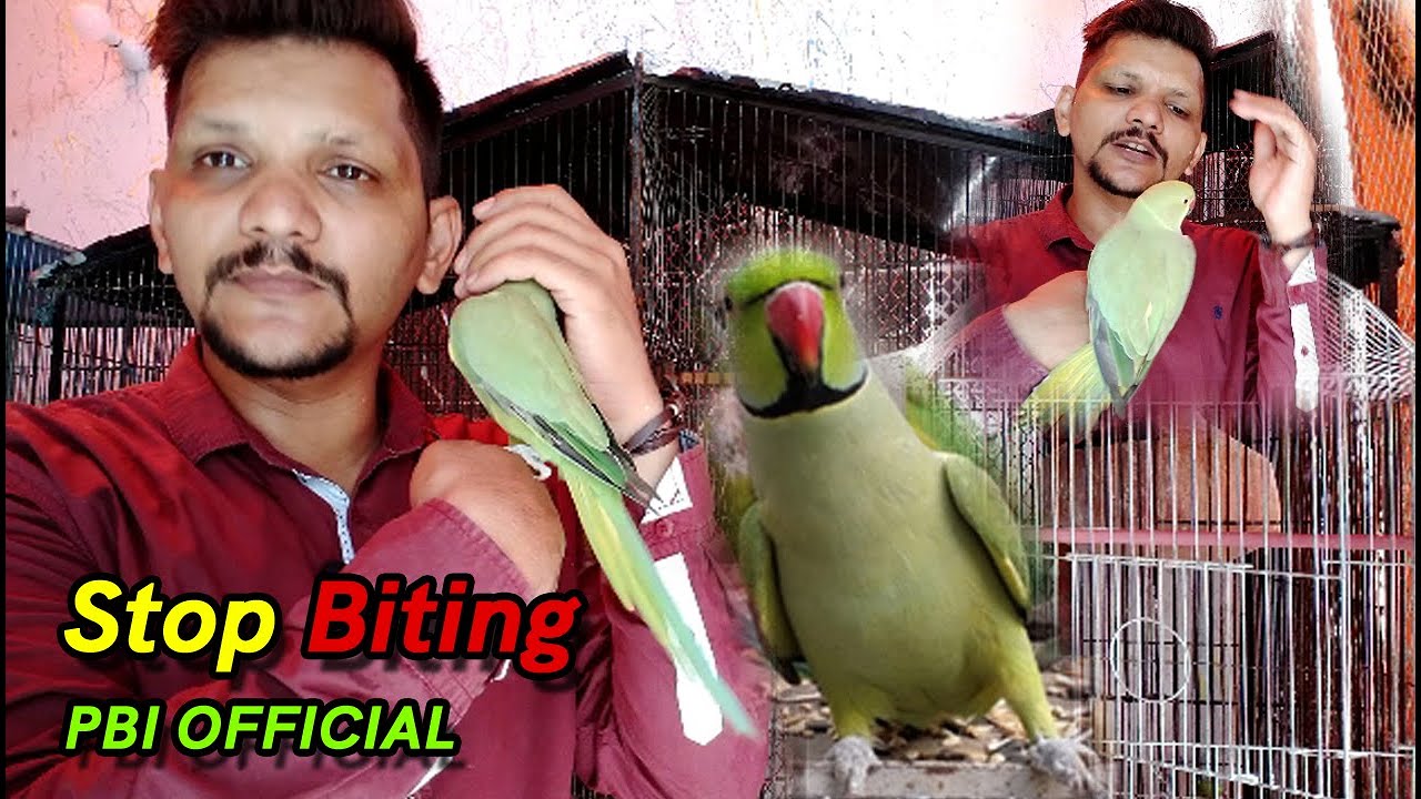 Mera Mithu Kyun Bite Karne Laga | Part 2 | PBI Official