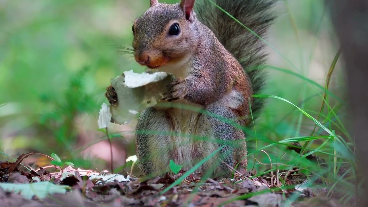 Eating forest mushroom grey squirrel