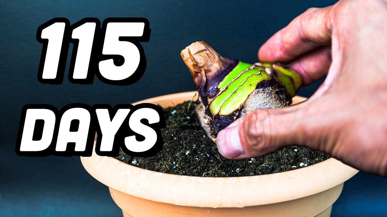 I Filmed a Plant You Rarely See (Time-Lapse)