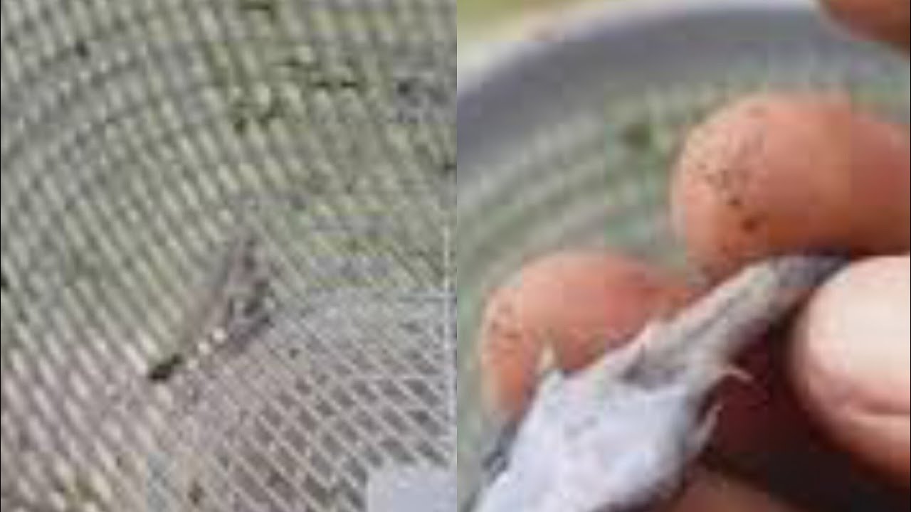 Early Mortality and Cannibalism in our new stock catfish in our farm @FaabFarmshub 