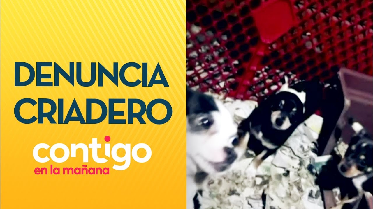 ENCERRADOS Y SIN ALIMENTO: Denuncian criadero de mascotas en mal estado - Contigo en La Mañana